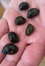 4 Neritina Lumache Antialghe