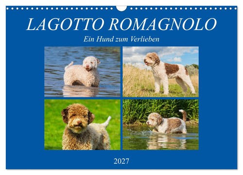 Lagotto romagnolo ein hund - ein,