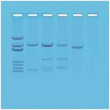 Simulazione test paternità