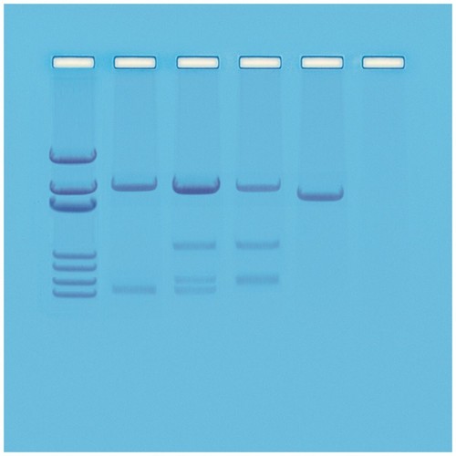 Simulazione test paternità