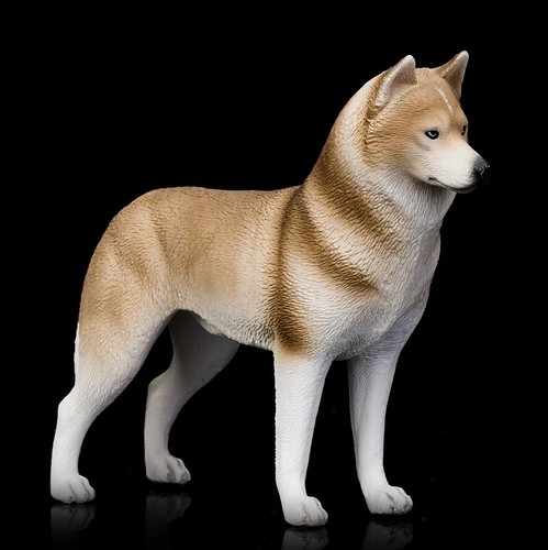 Siberian husky cane animale - husky,