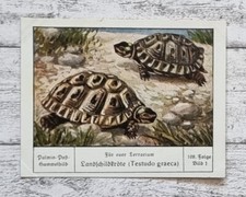 Cesti scudo terra Testudo graeca terrario palmina figurina 108 pubblicità vintage
