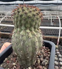 Tall 10cm Copiapoa