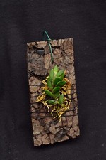 Dendrobium lichenastrum