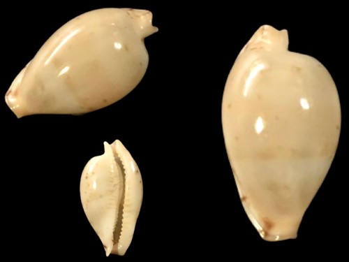 Ransoniella martini hyalina