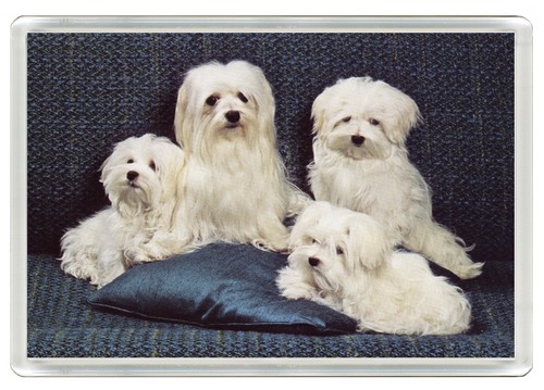 Maltese dog fridge magnet - maltese,