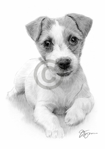 Jack russell cucciolo cane - jack,