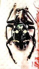 1 A-1 Aprophata eximia 17mm