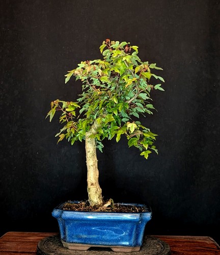Bonsai acero tre - bonsai, a