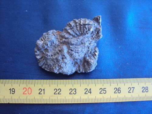 Pleuroceras ammoniti - ,
