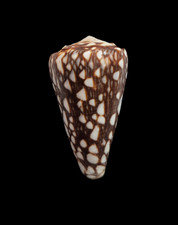 Conchiglia shell conus - conchiglia,