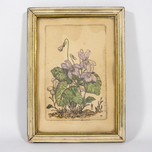 Antica piccola stampa - stampa, botanica