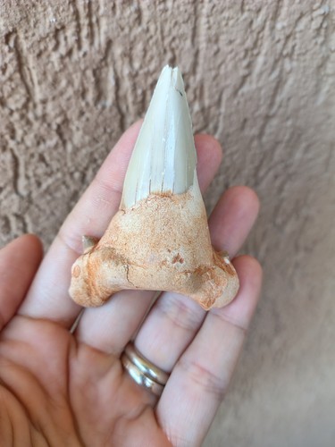 Fossili grande dente di - grande,