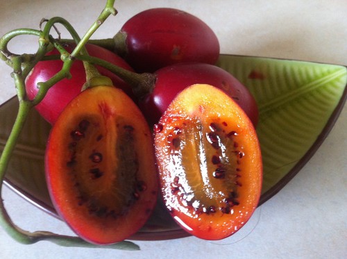 Tamarillo pomodoro albero - -,