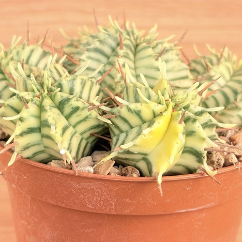 Euphorbia pulvinata - , f