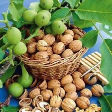 Pianta di Noce Lara Innestata (Juglans regia) h 180 cm in vaso