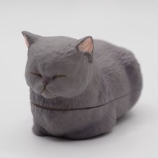 Exotic Shorthair Cat Box Mini