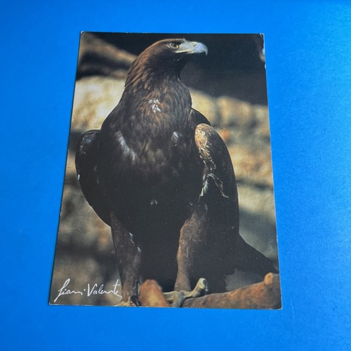 Aquila chrysaetus - l.,