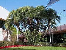 5 Semillas Palmera Datilera