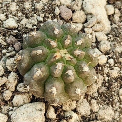 Gymnocalycium vatteri - , v