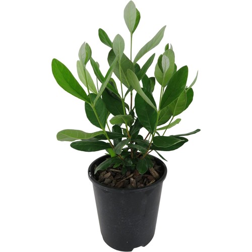 Feijoa acca sellowiana - feijoa, "acca