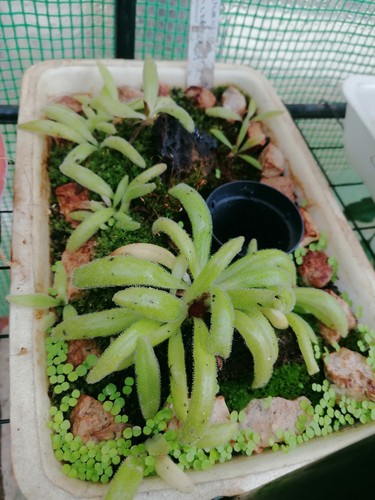 Pinguicula - ,