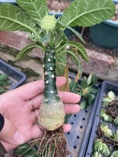 2PCS Pianta succulenta