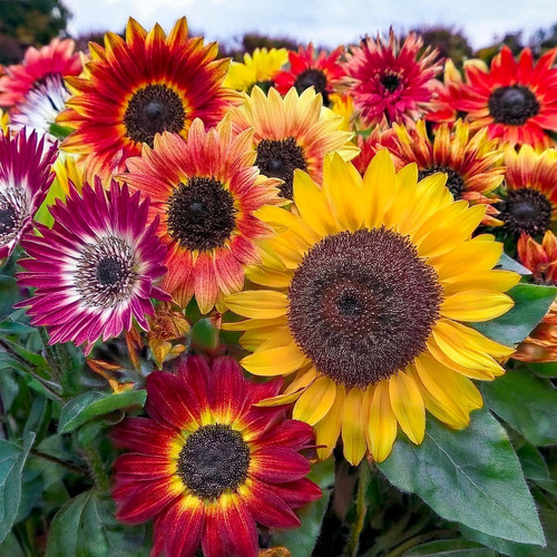 Kit sementi girasoli 5 - sementi, |