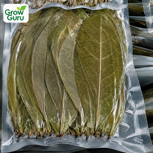 Graviola soursop essiccata - di,