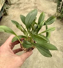 Masdevallia Specie Uniflora Fiore Scuro NUOVO Orchidea Dracula