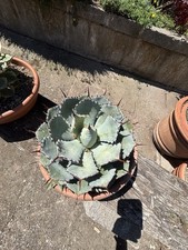 Agave potatorum kichijokan - agave,