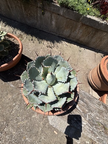 Agave potatorum kichijokan - agave,