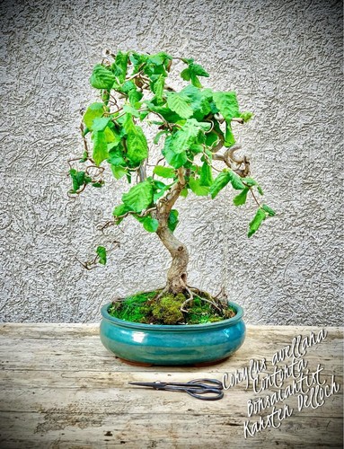 Corylus avellana cavatappi - -,