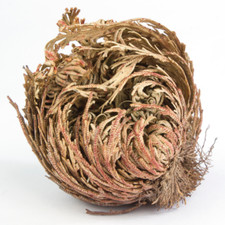 Rosa del deserto - deserto, di