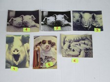 MAIALI MAIALINI  foto 13x18