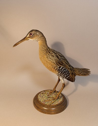 Taxidermy cabinet de - taxidermy,,