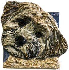 Maltipoo Maltese Poodle Dog