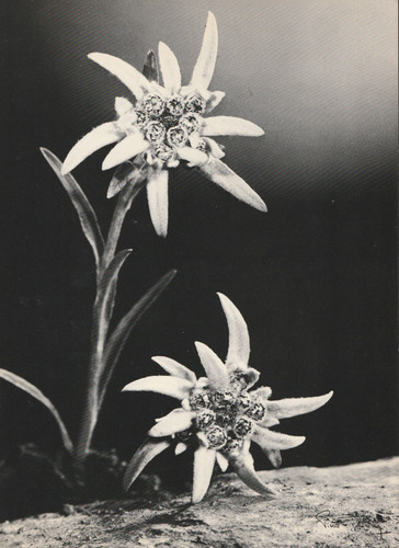 Photographie argentique pierre - argentique,