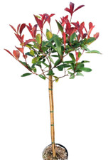 Photinia xfraseri red robin - photinia,