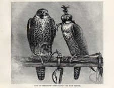 1894 = FALCONERIA Falchi =