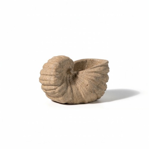 Conchiglia pietra pesante - conchiglia, in
