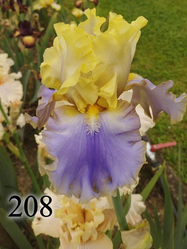 Rizoma iris germanica - rizoma,