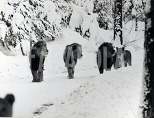 Foto vintage Svezia, Leoni sulla neve a Kalmarden, anni 50, stampa 20x25 cm