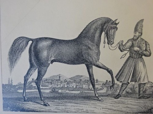 Pietra litografica cavallo