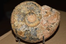 Grande ammonite Distichites