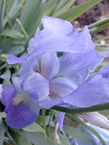 Lotto rizomi bulbi iris - 5,