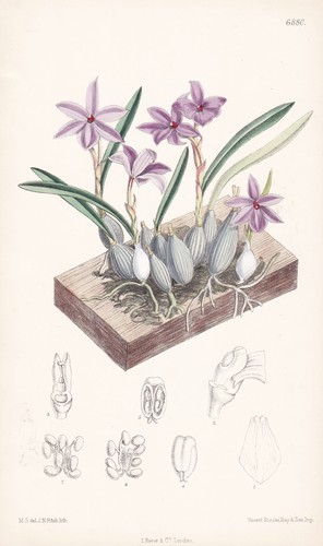 Sofronite violacea brasile - violacea,