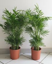 2 Palme camadorea Palma della Fortuna