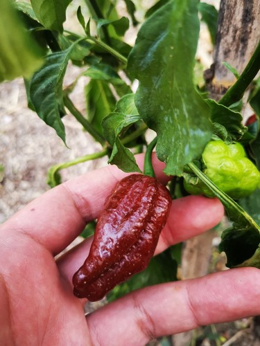Semi naga morich - morich, chocolate