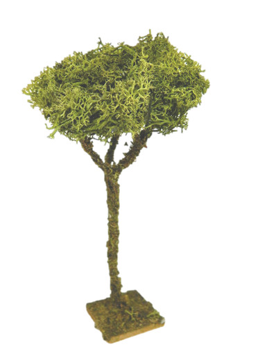Albero lichene - lichene,